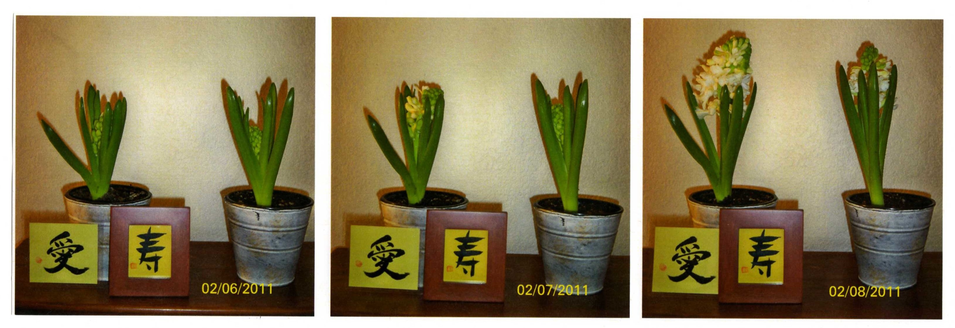 Divinity Shodo Artwork - Test with Plants - Quantifiable Results